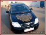 «Хохлома», автор Рябов Игорь