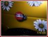«Flowers & bug», автор фото Дмитрий Красов, Титановая Долина