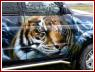 «Тигры», автор фото Солдатов Сергей - Екатеринбург