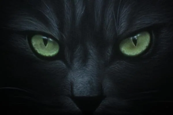 Cat`s soul